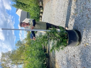 Beautiful, fast growing, deer resistant, Green Giants.